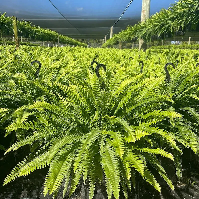 🌱 UV-bestendige realistische kunstmatige Bostonvaren