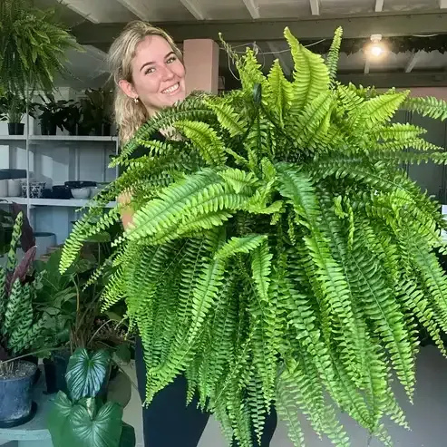 🌱 UV-bestendige realistische kunstmatige Bostonvaren