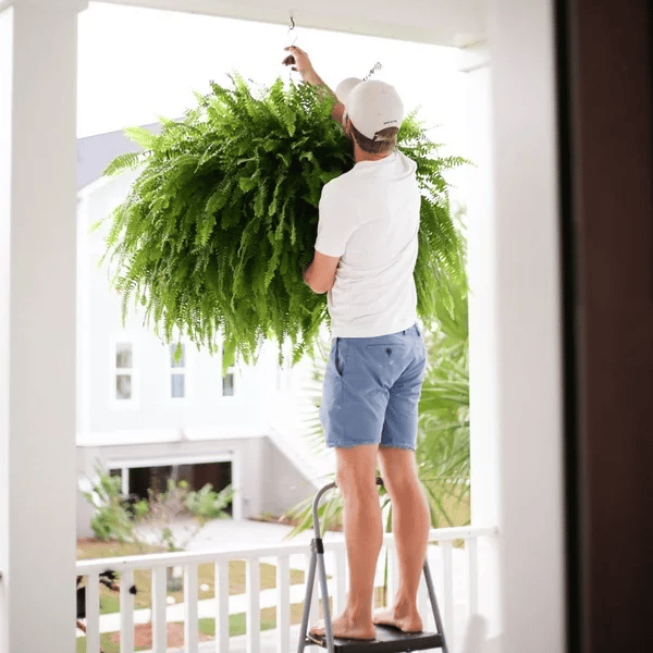 🌱 UV-bestendige realistische kunstmatige Bostonvaren