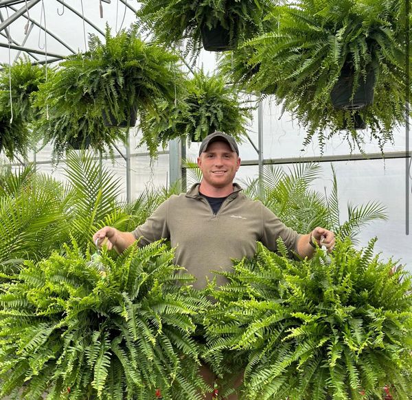 🌱 UV-bestendige realistische kunstmatige Bostonvaren